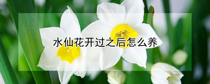 水仙花開過之后怎么養(yǎng)