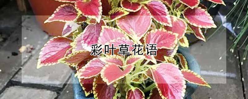 彩葉草花語