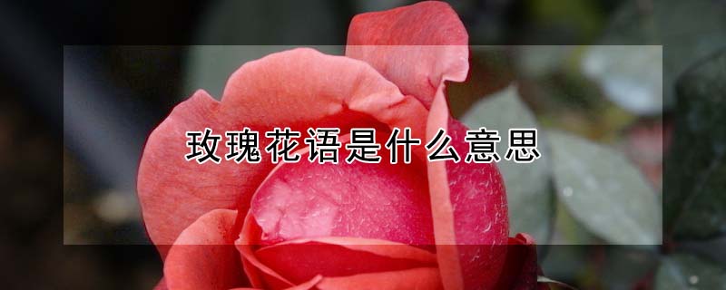 玫瑰花語是什么意思