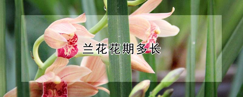 蘭花花期多長