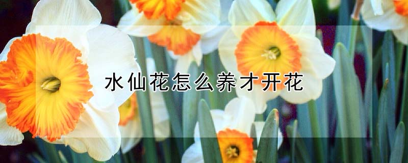 水仙花怎么養才開花