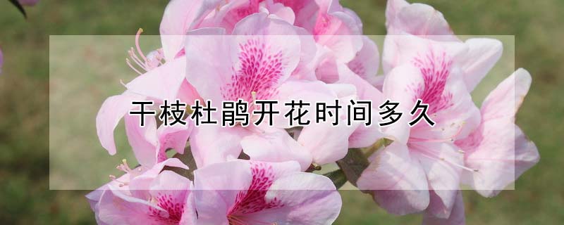 干枝杜鵑開花時間多久