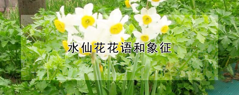 水仙花花語和象征