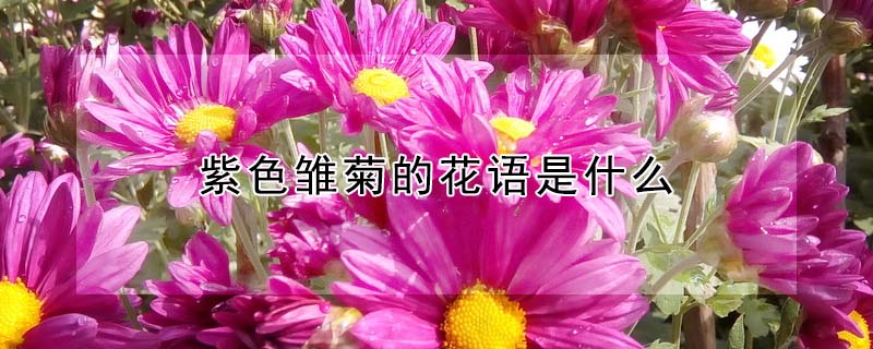 紫色雛菊的花語(yǔ)是什么