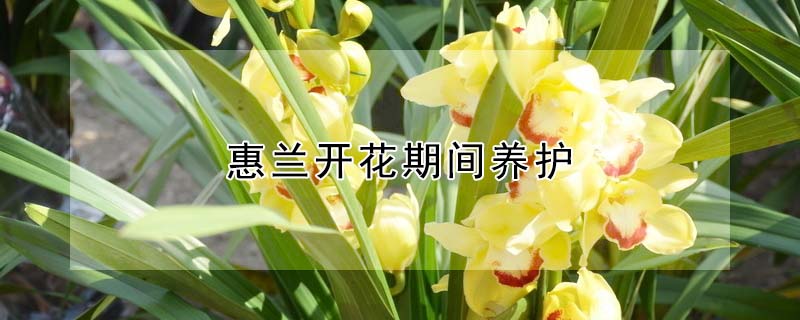 惠蘭開花期間養(yǎng)護(hù)