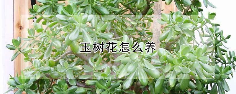 玉樹花怎么養