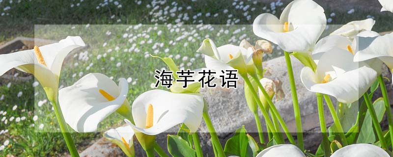 海芋花語