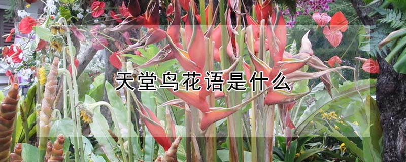 天堂鳥花語是什么