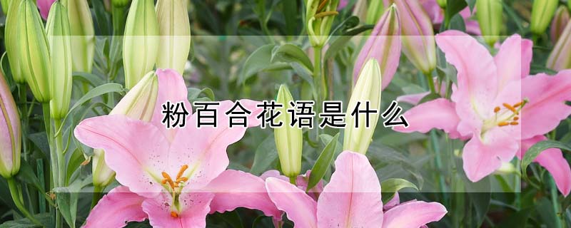 粉百合花語是什么