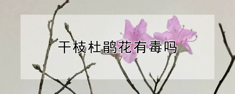 干枝杜鵑花有毒嗎