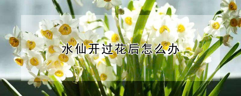 水仙開過花后怎么辦