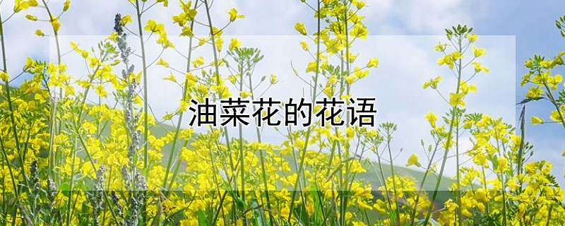 油菜花的花語