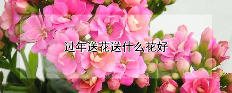 過年送花送什么花好