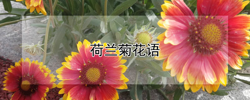 荷蘭菊花語