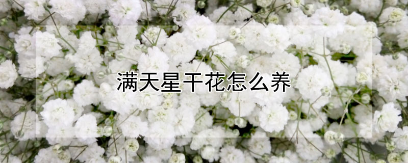 滿天星干花怎么養