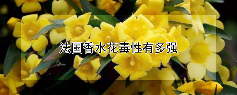 法國香水花毒性有多強