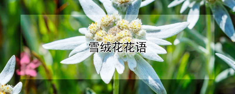 雪絨花花語