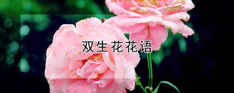 雙生花花語