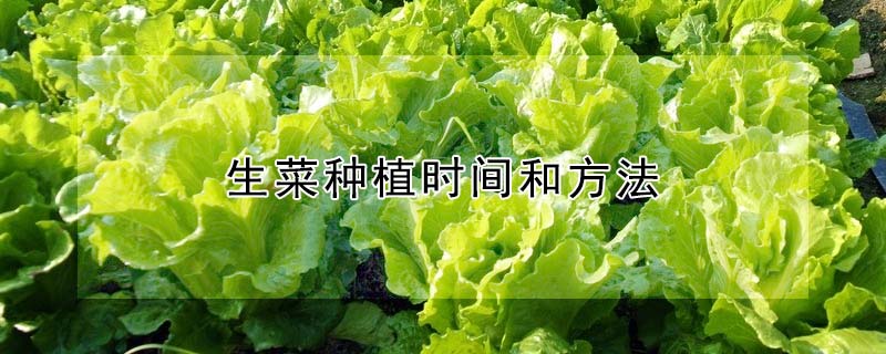 生菜種植時間和方法