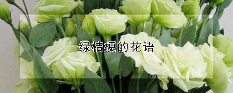 綠桔梗的花語