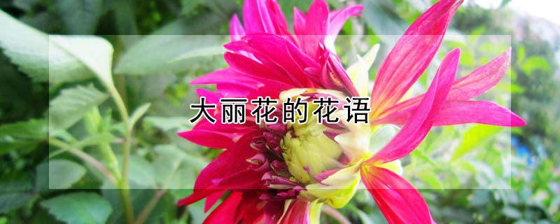 大麗花的花語