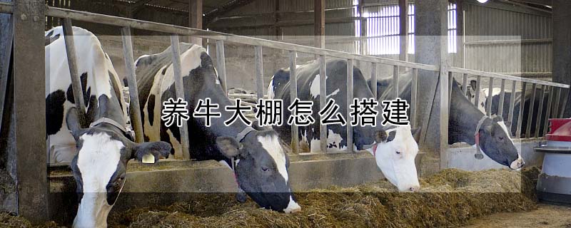 養牛大棚怎么搭建