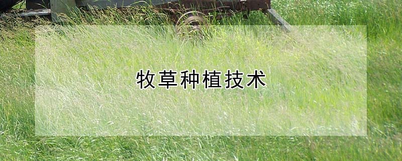 牧草種植技術