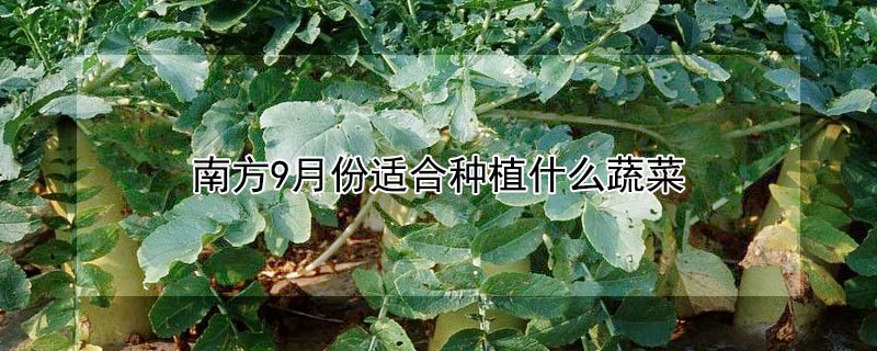 南方9月份適合種植什么蔬菜