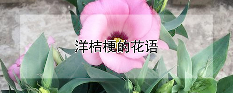 洋桔梗的花語