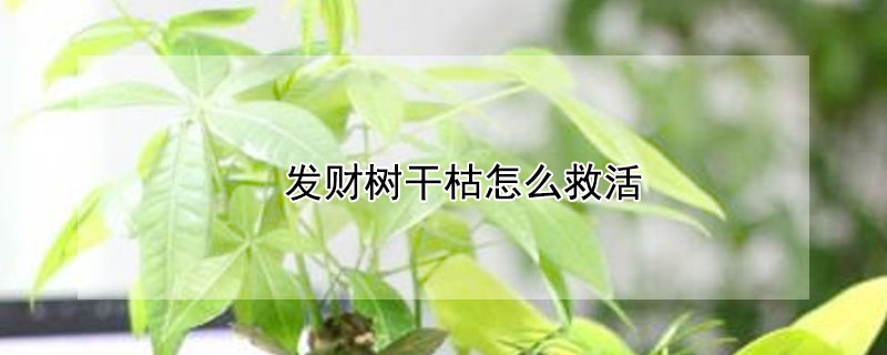 發財樹干枯怎么救活