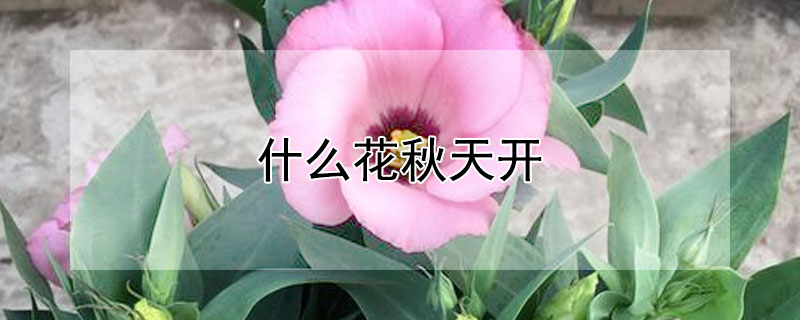 什么花秋天開