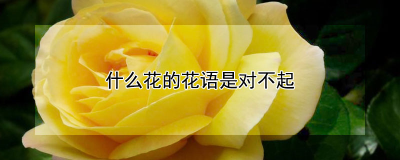 什么花的花語是對不起