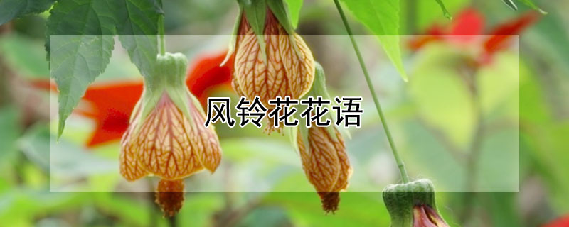 風鈴花花語