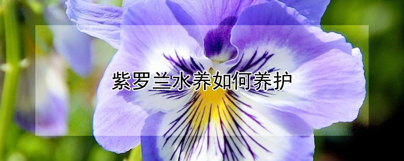 紫羅蘭水養(yǎng)如何養(yǎng)護(hù)