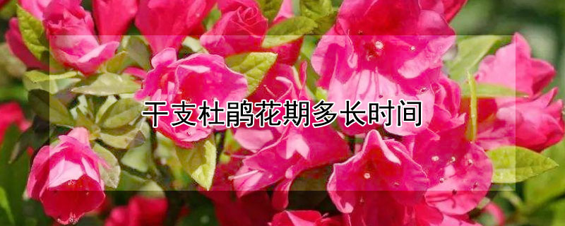 干支杜鵑花期多長時間