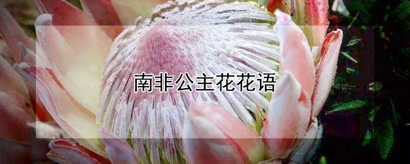 南非公主花花語