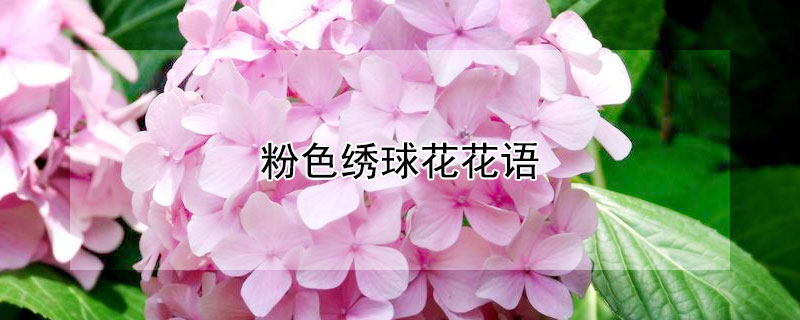 粉色繡球花花語(yǔ)