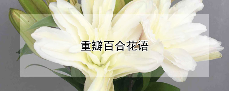 重瓣百合花語(yǔ)