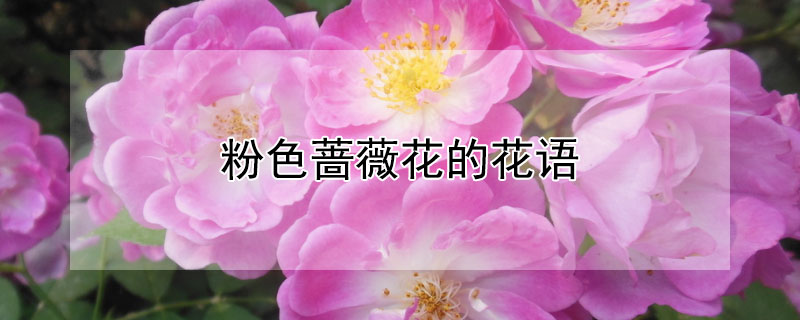 粉色薔薇花的花語(yǔ)