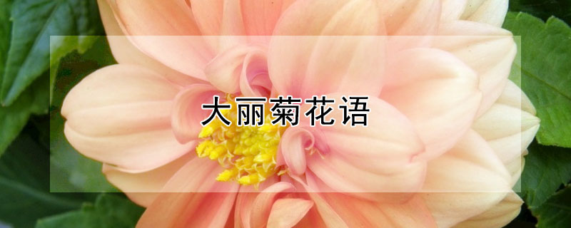 大麗菊花語(yǔ)