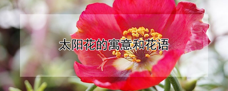 太陽花的寓意和花語