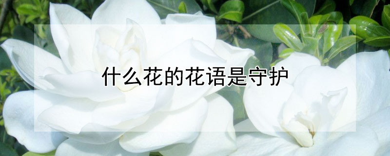 什么花的花語(yǔ)是守護(hù)