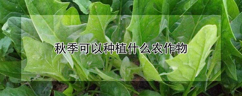 秋季可以種植什么農作物