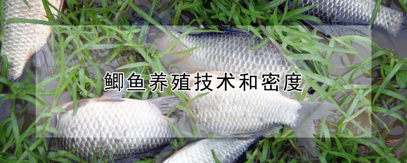 鯽魚養殖技術和密度