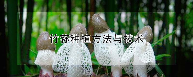 竹蓀種植方法與技術