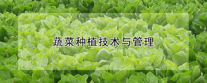 蔬菜種植技術與管理