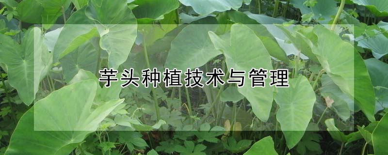 芋頭種植技術(shù)與管理