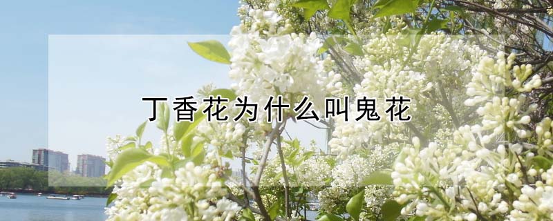 丁香花為什么叫鬼花