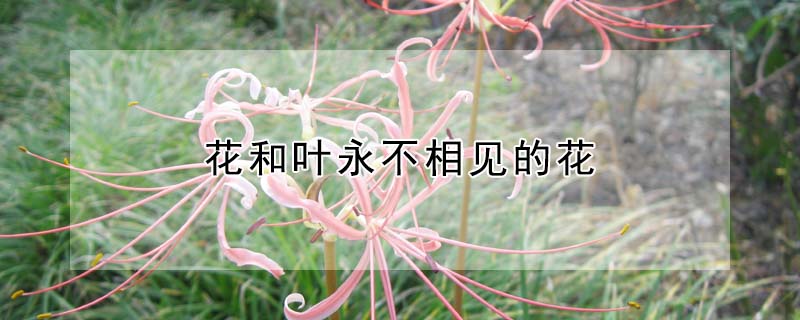 花和葉永不相見的花