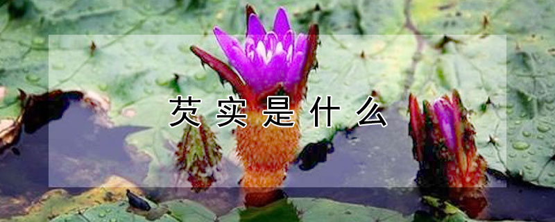 芡實是什么